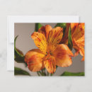 Suche nach alstroemeria postkarten Pflanze