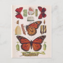 Suche nach vintage butterfly poster Wissenschaft