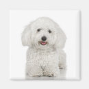 Suche nach bichons frises magnete Hund