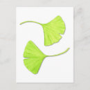Suche nach ginkgo postkarten Blatt