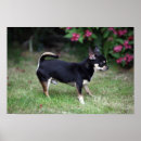 Suche nach schwarze chihuahua poster Schwarz und creme