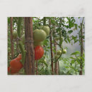 Suche nach tomate postkarten Grün