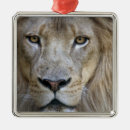 Suche nach zoo ornamente Afrika