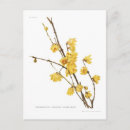 Suche nach duft postkarten Botanisch