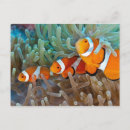 Suche nach clownfische postkarten Anemon