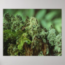 Suche nach fokussiert poster Natur
