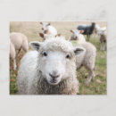 Suche nach weißer schäfer postkarten Foto
