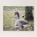 Suche nach gänse puzzle Natur