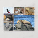 Suche nach seelöwe postkarten Galapagos