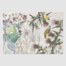 Suche nach finke Goldfinches