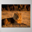 Suche nach botswana poster Fauna