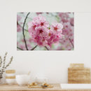 Suche nach japanische kirschblüten poster Rosa blume