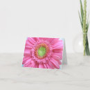 Suche nach rosa gänseblümchen karten Fotografie