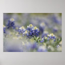 Suche nach texas bluebonnet poster Flora