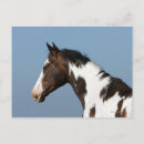 Suche nach paint horse postkarten Bob