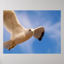 Suche nach seemöwe poster Natur