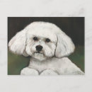 Suche nach bichons postkarten Weiß