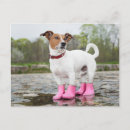 Suche nach stiefel postkarten Hund