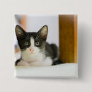 Suche nach neugier buttons Katze