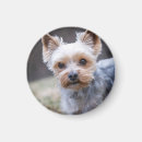 Suche nach yorkshire terrier magnete Tier