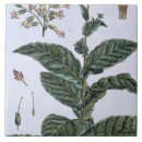 Suche nach sammlung fliesen Botanisch