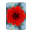 Suche nach kaufen magnete Blumen