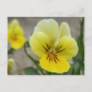 Suche nach stiefmütterchen postkarten Flora