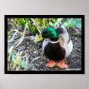 Suche nach gekleidet poster Tiere