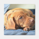 Suche nach vizsla magnete Welpe