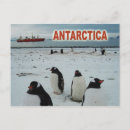 Suche nach antarktischer pinguin poster Eis