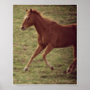 Suche nach motion poster Pferd