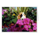 Suche nach cavy postkarten Cavies