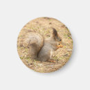 Suche nach eichhörnchen mit nuss magnete Natur