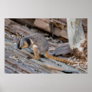 Suche nach wallaby poster Känguru