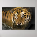Suche nach bengal tiger poster Wildlife