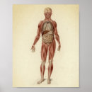 Suche nach anatomisch poster Anatomie