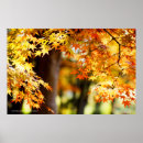 Suche nach autumn leaves poster Japanese maple