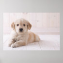 Suche nach goldene retriever poster Ein tier
