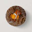 Suche nach anemonen buttons Clownfisch