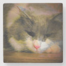 Suche nach traurig untersetzer Katze