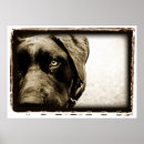 Suche nach atome poster Labrador