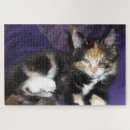 Suche nach kitten puzzle Foto