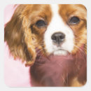 Suche nach schöne hunde aufkleber Kaninchen