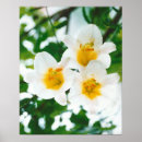 Suche nach lilium poster Lily