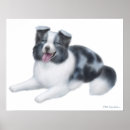 Suche nach border collie poster Blau