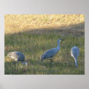 Suche nach crane poster Natur
