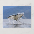 Suche nach vancouver island postkarten Ozean