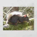 Suche nach braunes eichhörnchen postkarten Baum