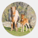 Suche nach shetland pony aufkleber Küste
