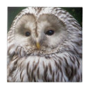 Suche nach niedliche eule fliesen Natur